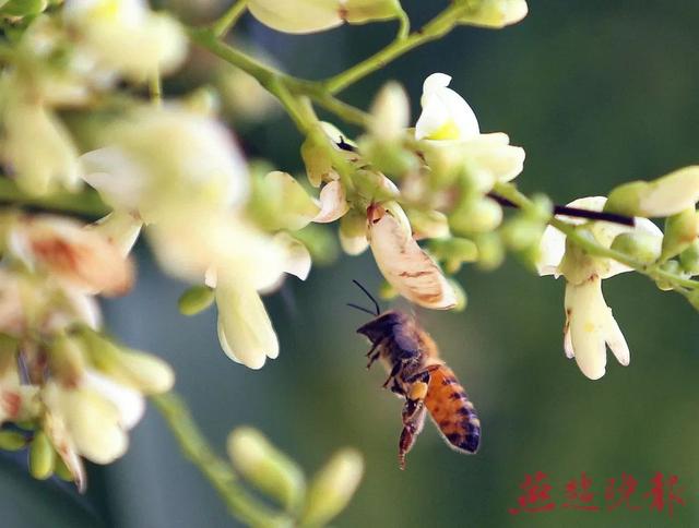 槐花树旅游攻略（市树国槐花满城）(4)