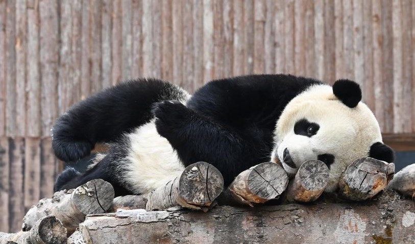 北京网友问：獾猪是一种比较特别的鼬科动物 性格非常凶猛和猪很像