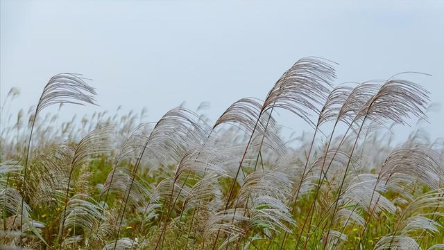 黄河入海口之后的旅游攻略（黄河入海口在哪个海）(4)