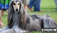 广州网友问：世界上最笨的狗 古老的猎犬犬种（阿富汗猎犬）