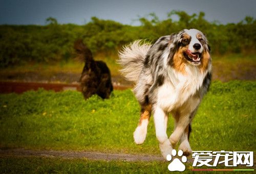 如何训练澳洲牧羊犬 最需要强化警惕性训练