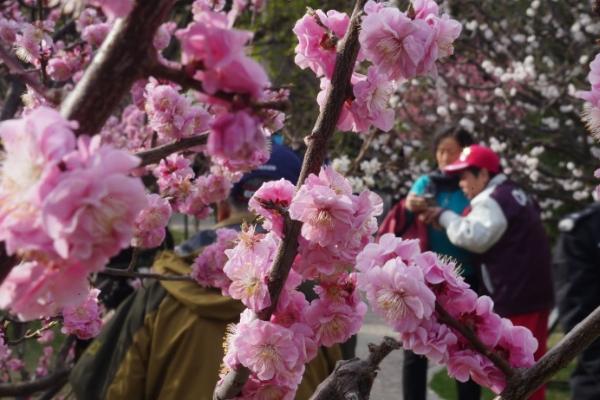 北京冬季赏花最佳去处