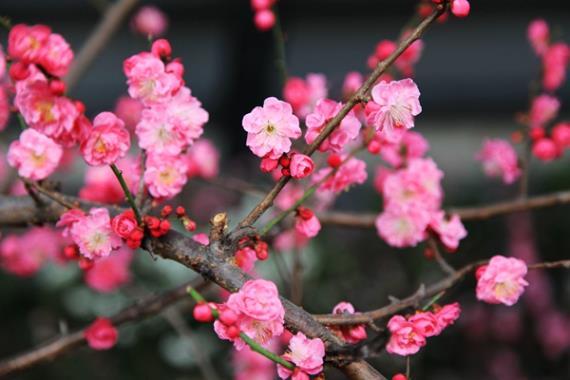 北京冬季赏花最佳去处