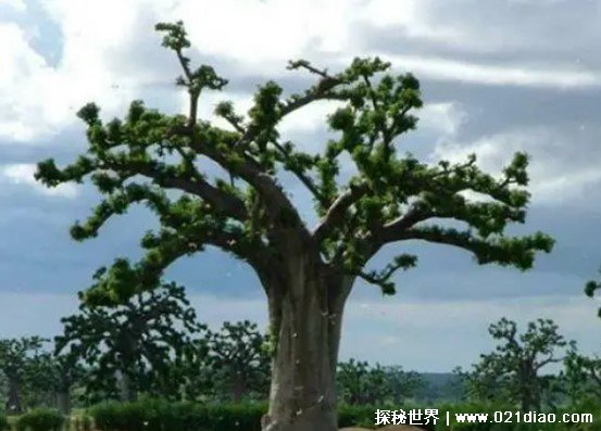 湖北网友问： 世界上真的有吃人的植物吗 曾与人扬言自己看到过未解的秘密