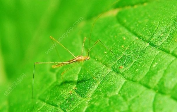 蚊子是从哪里出来的？蚊子是从水里长的吗，1