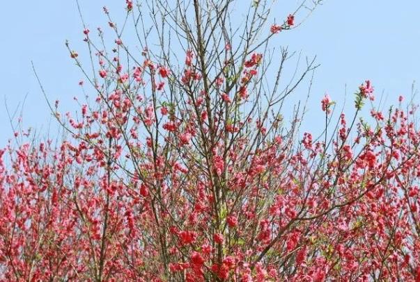 南宁看桃花的地方有哪些