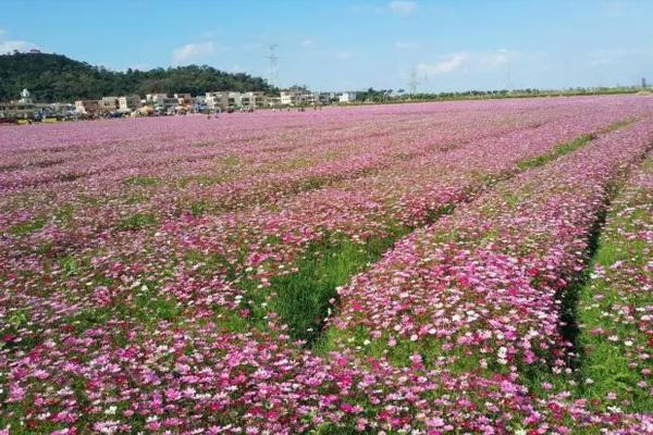 珠海赏花的地方有哪些2024