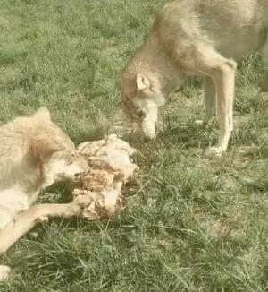 藏獒从小养在狼群里，长大主动做起狼王的保镖（藏獒王和狼打斗的视频）