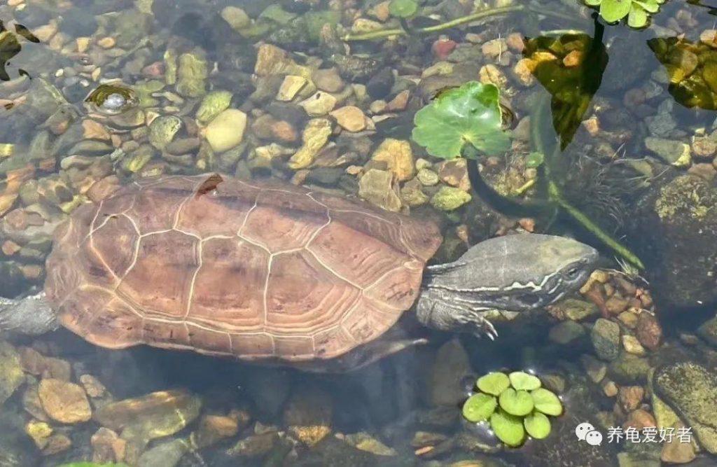 养龟换水是大事，换水量多少要如何样把控？养乌龟换水要全部换新还是留一部分