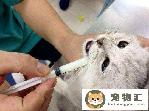 怎么喂猫咪吃药技巧（正确喂猫吃药最简单办法）