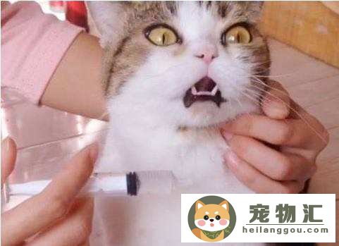 怎么喂猫咪吃药技巧（正确喂猫吃药最简单办法）