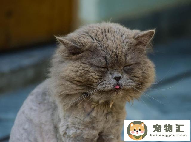 猫流口水口臭什么原因(猫口臭流口水是怎么回事)