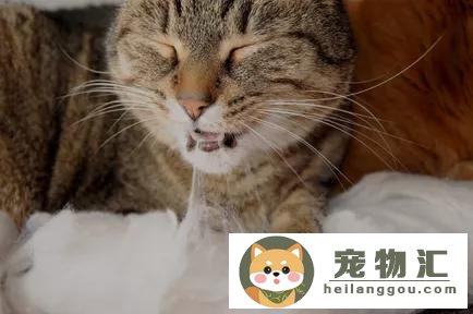 猫流口水口臭什么原因(猫口臭流口水是怎么回事)