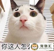 养猫会有什么危害(养猫有危害吗)