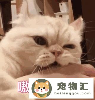 养猫会有什么危害(养猫有危害吗)