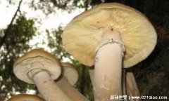 世界上最大的生物是什么（巨型蜜环菌）