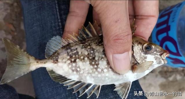 风前雨后去海钓，鱼获还算不错（风前雨后去海钓）(3)