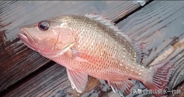 风前雨后去海钓，鱼获还算不错（风前雨后去海钓）(5)