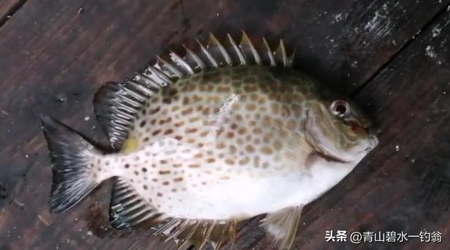 风前雨后去海钓，鱼获还算不错（风前雨后去海钓）(6)