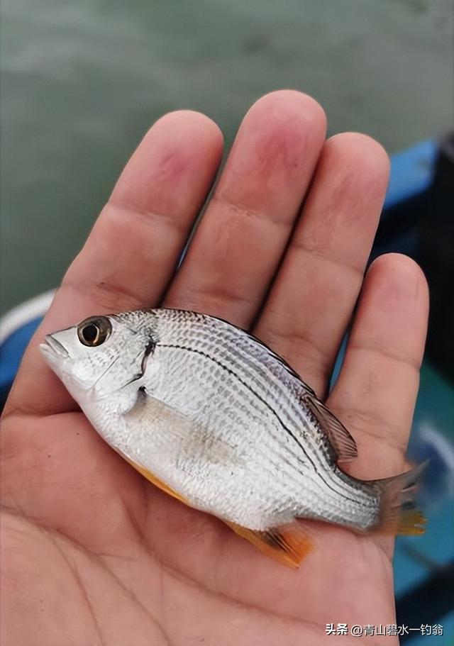 风前雨后去海钓，鱼获还算不错（风前雨后去海钓）(8)