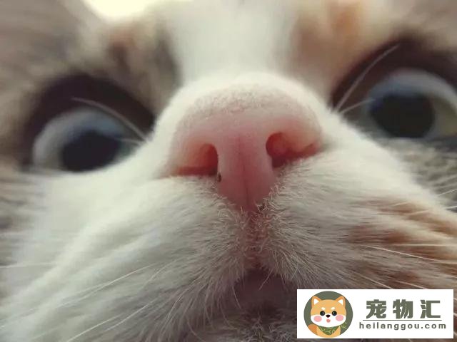 猫咪鼻子湿润凉凉的(猫的鼻子湿的冰凉的)