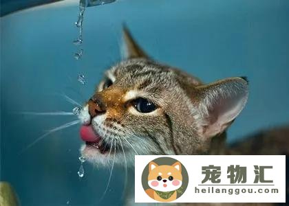 猫咪鼻子湿润凉凉的(猫的鼻子湿的冰凉的)