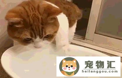 猫咪鼻子湿润凉凉的(猫的鼻子湿的冰凉的)