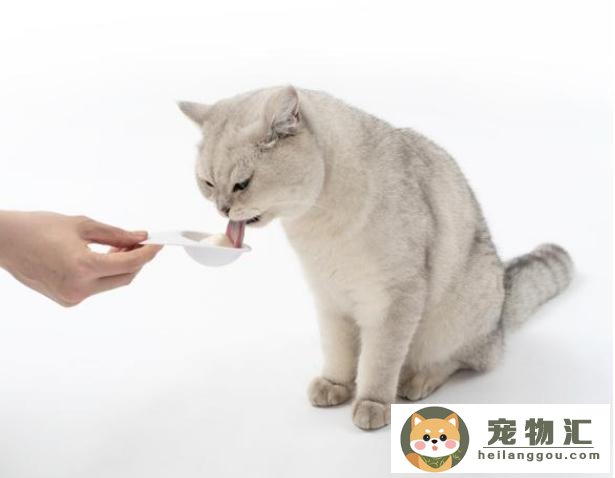 猫咪专吃的火腿肠(猫咪特别爱吃火腿肠)