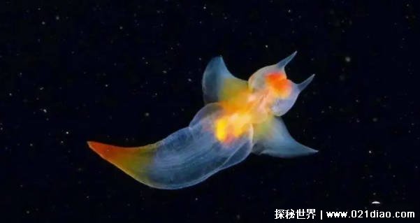 世界上4种最神奇的水中生物有哪些（梦海鼠等）