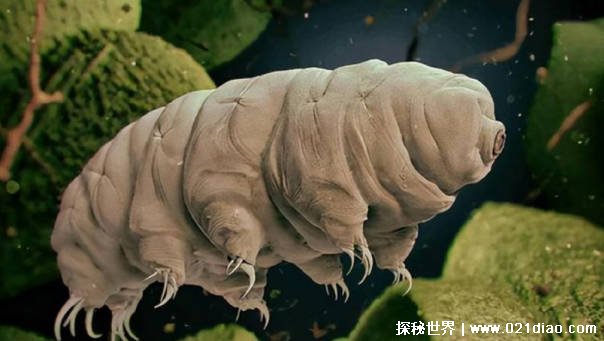 世界上最强的不死生物是什么动物（水熊虫）