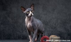 世界上最丑的猫咪是什么猫（斯芬克斯猫）