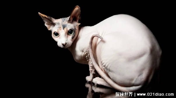 世界上最丑的猫咪是什么猫（斯芬克斯猫）