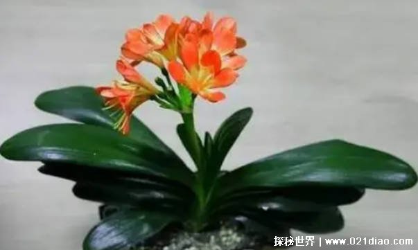 世界上越养越贵的花有哪些（金弹子等）