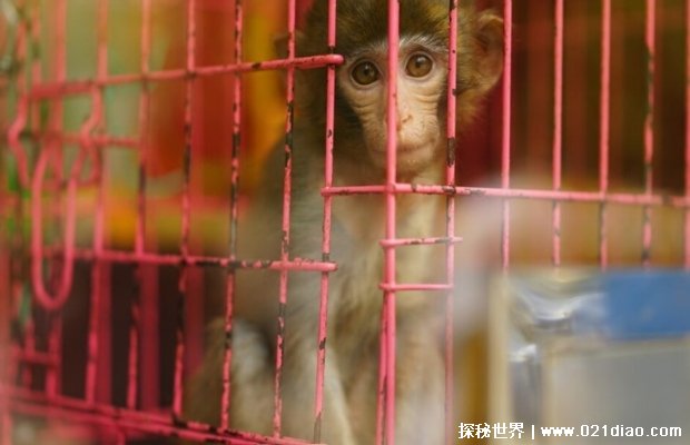  山中无老虎 猴子称大王 终于知道猴子为何它这么聪明