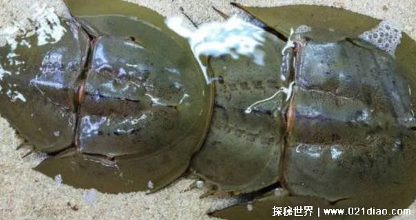 生物血液呈蓝色 被称作“活化石” 但是因人类濒临灭绝