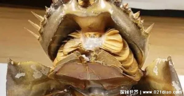 生物血液呈蓝色 被称作“活化石” 但是因人类濒临灭绝