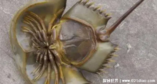 生物血液呈蓝色 被称作“活化石” 但是因人类濒临灭绝