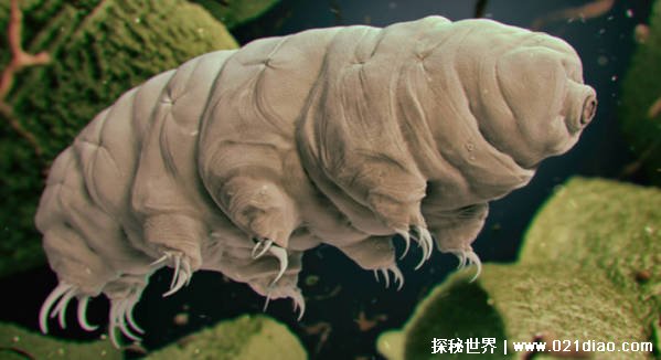 地表最强防御大师是哪种生物