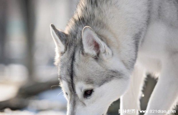  似狼非狼的西伯利亚雪橇犬 哈士奇为何叫二哈