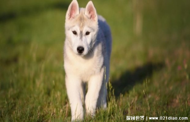  似狼非狼的西伯利亚雪橇犬 哈士奇为何叫二哈