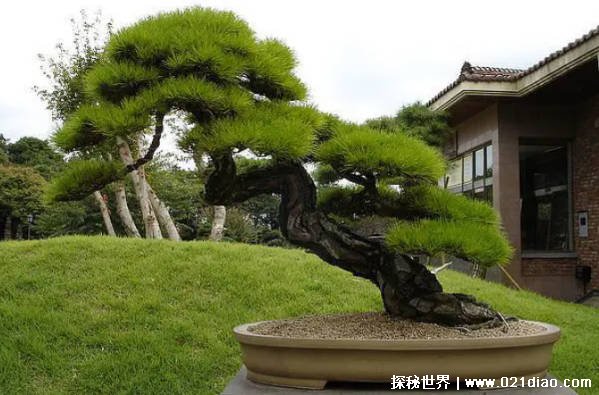 世界上最能抵抗紫外线的植物是什么（南欧黑松）