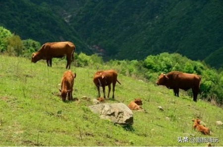 在古时候骨胶原蛋白中发现5万年前北美大型哺乳动物奇怪消失的线索