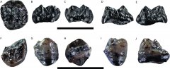 首次报道1100万年前欧洲中新世有两种古猿共同生活