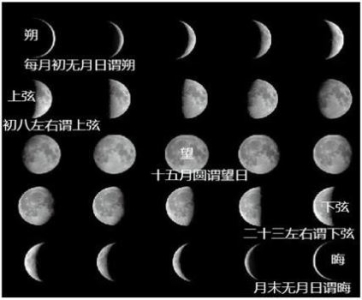 新生代冷门蛋龟类，龟中最另类的大鼻子泥龟——乔科动胸龟