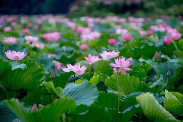 深圳哪里的荷花最漂亮