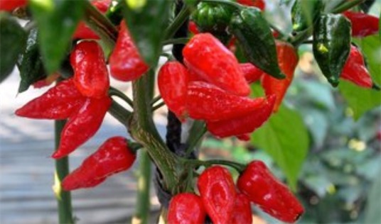 世界上最贵的辣椒 一公斤“Aji Charapita”高达35000美刀