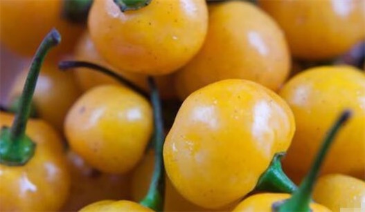 世界上最贵的辣椒 一公斤“Aji Charapita”高达35000美刀