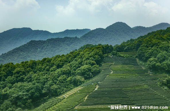 世界上最大的连片茶园（大渡岗万亩茶园）