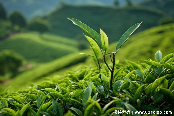 世界上最大的连片茶园（大渡岗万亩茶园）