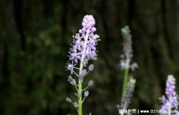 一种土生土长的甜枣被人们拿来熬糖水喝 市场前景非常好